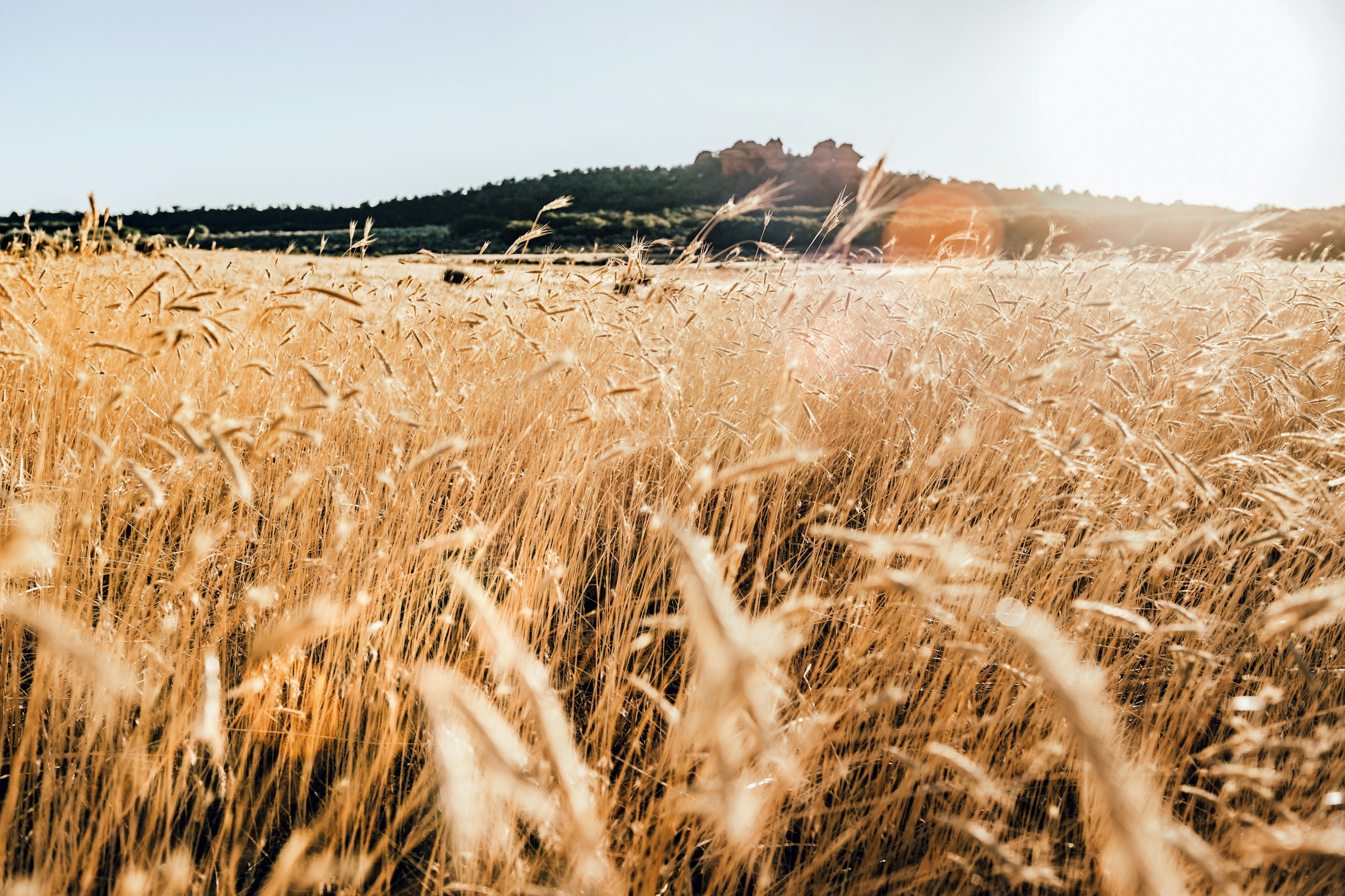 Golden ears of wheat in a sunlit field